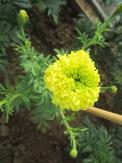 Click for 1 image(s) for this accession. INFLORESCENCE